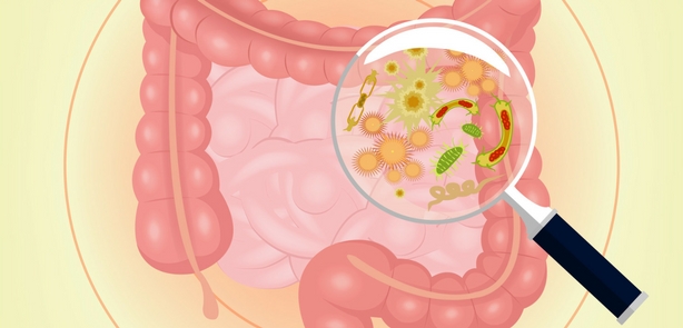 bacteriile intestinale pierdere în greutate bbc slimming marinades